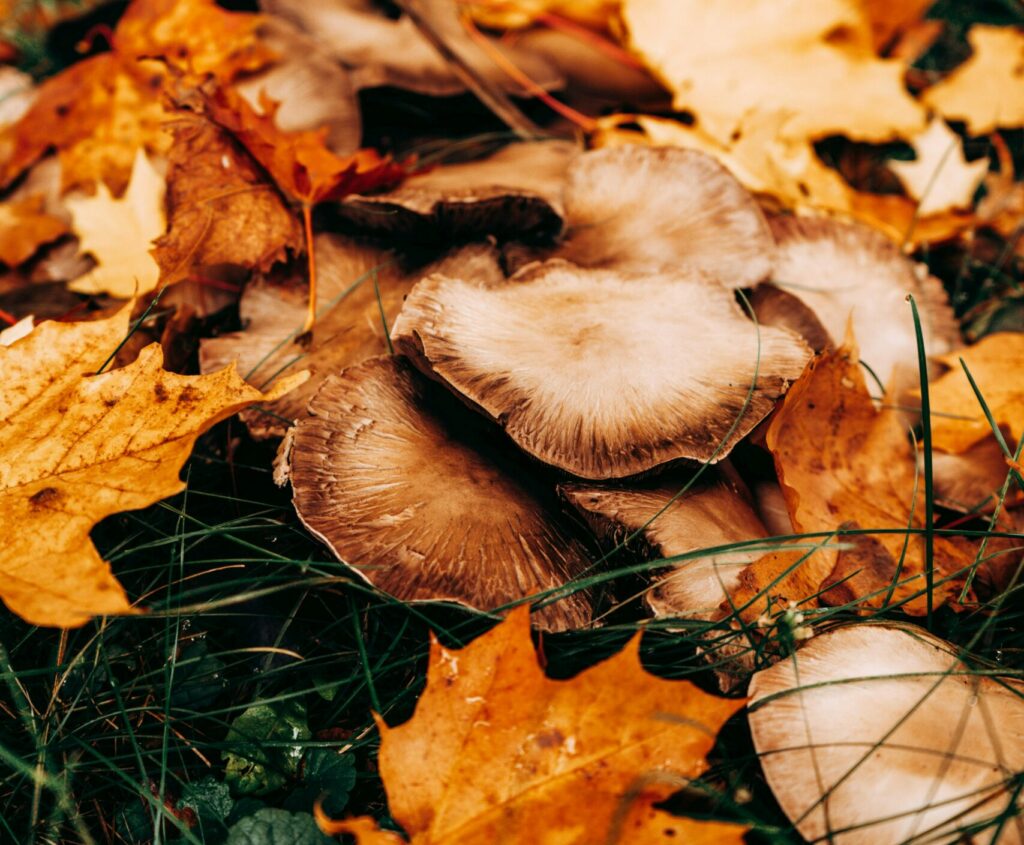 autumn leaves in ground
