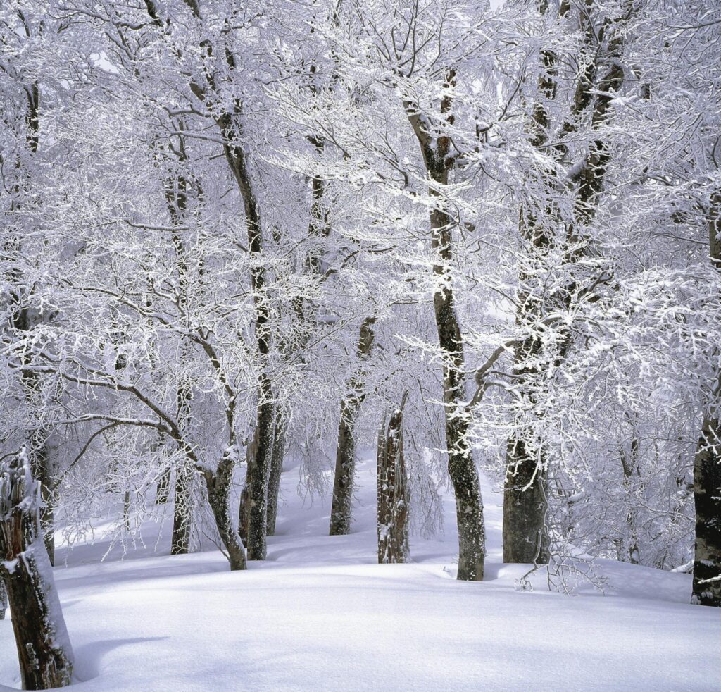 forest covered in snow